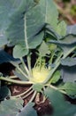 Kohlrabi plant in the garden