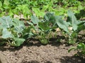 Kohlrabi plants