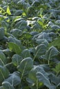 Kohlrabi plants in the greenhouse, fresh green vegetable,