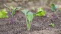 Kohlrabi plants in a vegetable garden