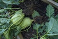 kohlrabi rooted in the ground.Ripe kohlrabi with leaves in wooden beds. Organic vegetables from our own garden in a