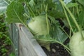 kohlrabi rooted in the ground.Ripe kohlrabi with leaves in wooden beds.vegetables from our own garden in a summer garden