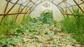 Kohlrabi rotten greenhouse foil waste wilted bio discarded organic rot rust mold fungi planting plant mouldy tuber field