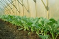 Kohlrabi planting closeup greenhouse foil young seedlings tuber bio detail field lettuce spinach root crop turnip white Royalty Free Stock Photo