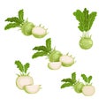 Kohlrabi set. Whole, halved and quarter. Illustrations collection of fresh farm vegetables. Eco turnip cabbage. Vector illustratio