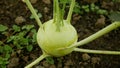 Kohlrabi harvest field bio turnip white tuber detail ripe greenhouse foil farm farming land harvesting root crop German