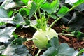 Kohlrabi, Turnip Rooted Cabbage