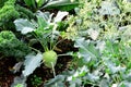 Kohlrabi, Turnip Rooted Cabbage