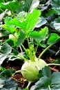 Kohlrabi, Turnip Rooted Cabbage