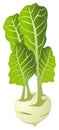 Kohlrabi vector drawing on isolated white background Royalty Free Stock Photo