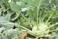 Kohlrabi in the vegetable farm. Royalty Free Stock Photo