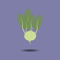 Kohlrabi Vegetable Icon