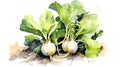 kohlrabi watercolor design like painting