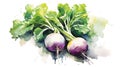 kohlrabi watercolor design like painting