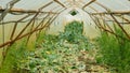 Kohlrabi wilted otten greenhouse foil waste bio discarded organic rot rust mold fungi planting plant mouldy tuber field