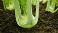 Kohlrabi young harvest field bio turnip white tuber detail ripe greenhouse foil farm farming harvesting root crop German