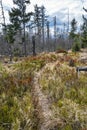 Kohut hill, Stolica mountains, Slovakia, forest calamity