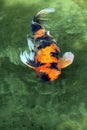 Koi Royalty Free Stock Photo