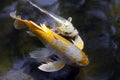 Koi Royalty Free Stock Photo