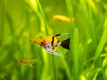 Koi Angelfish Pterophyllum scalare isolared in tank fish with blurred background