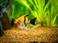 Koi Angelfish Pterophyllum scalare isolated in tank fish with blurred background Royalty Free Stock Photo