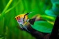 Koi Angelfish Pterophyllum scalare isolated in tank fish with blurred backgroun Royalty Free Stock Photo