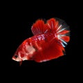 KOI Betta on black background. Royalty Free Stock Photo