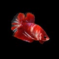 KOI Betta on black background. Royalty Free Stock Photo