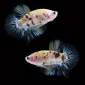 Koi Betta Male on black background. Beautiful fish. Swimming flutter tail flutter. Royalty Free Stock Photo