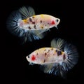 Koi Betta Male on black background. Beautiful fish. Swimming flutter tail flutter. Royalty Free Stock Photo