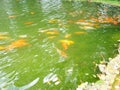 Koi or brocade carp nishikigoi are ornamental domesticated fish bred from the Amur subspecies of carp Cyprinus carpio