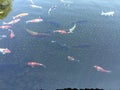 Koi Carf Fish Japan Travel