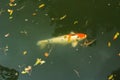 Koi Carp swimming in the pond for the tourists of Tokyo