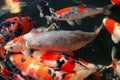 Koi carp Royalty Free Stock Photo