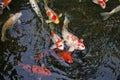 Koi Carp