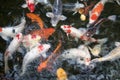 Koi Carp Royalty Free Stock Photo