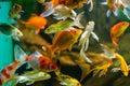 Koi and carp in aquarium Royalty Free Stock Photo