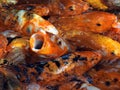 koi fish swimming in the pond Royalty Free Stock Photo