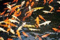 Koi carp fish at feeding Royalty Free Stock Photo
