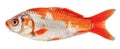 Koi carp fish isolated. Side view goldfish Decorative crucian carp