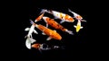 Koi carp fish japan isolated on black background