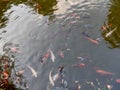 Koi carp fish in the lake Royalty Free Stock Photo