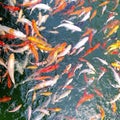 Koi carp fish in a lake 3
