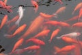 Red carp fish. Royalty Free Stock Photo