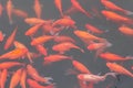 Red carp fish. Royalty Free Stock Photo