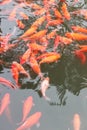 Red carp fish. Royalty Free Stock Photo