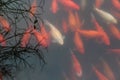Koi carp fish in the lake. Royalty Free Stock Photo