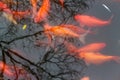 Koi carp fish in the lake. Royalty Free Stock Photo