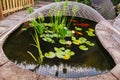 Koi carp fish pond in a garden or yard with a metal framework cover as protection against herons. Royalty Free Stock Photo