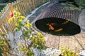 Koi carp fish in a pond with a mesh cover heron protector and picket fence surround